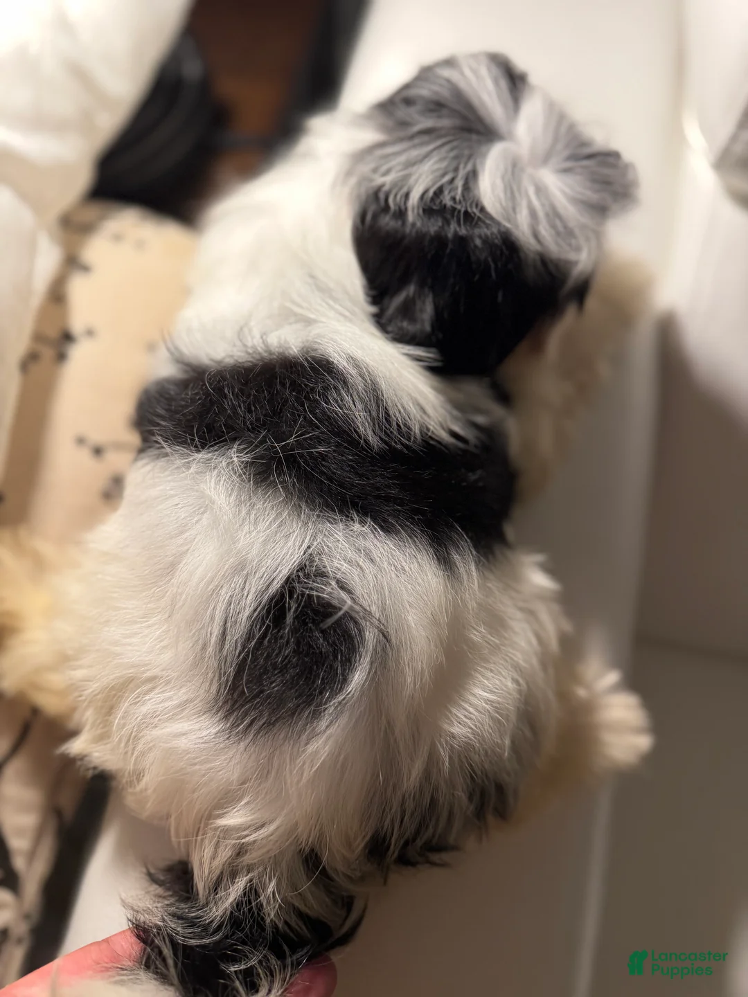Morkie dogs for sale: Arlo - Ad 8
