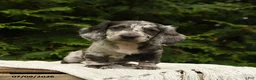 Miniature Dachshund dogs for sale: Harbor - Ad 5