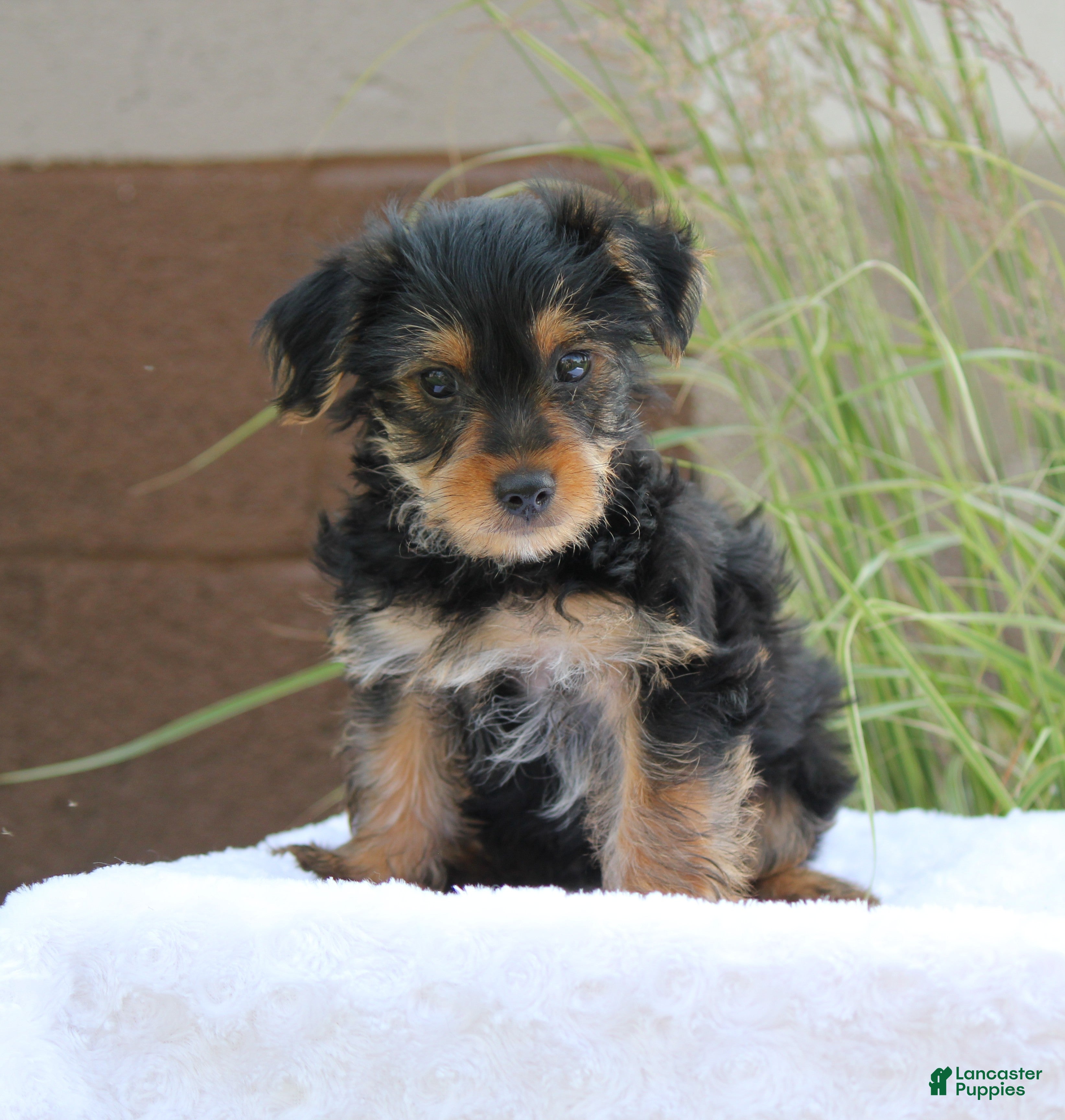Yorkshire Terrier dogs Mason - Ad 2