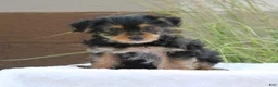 Yorkshire Terrier dogs for sale: Mason - Ad 2