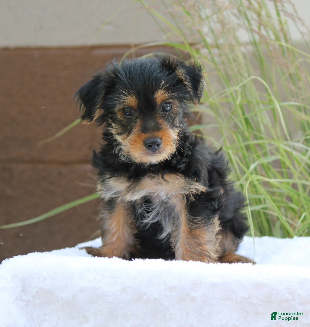Yorkshire Terrier dogs for sale: Mason - Ad 2