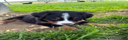Bernese Mountain Dog dogs for sale: Timmy  - Ad 2