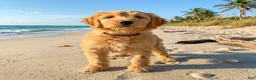 Goldendoodle dogs for sale: Teddy (Multi-gen🐕) - Ad 3