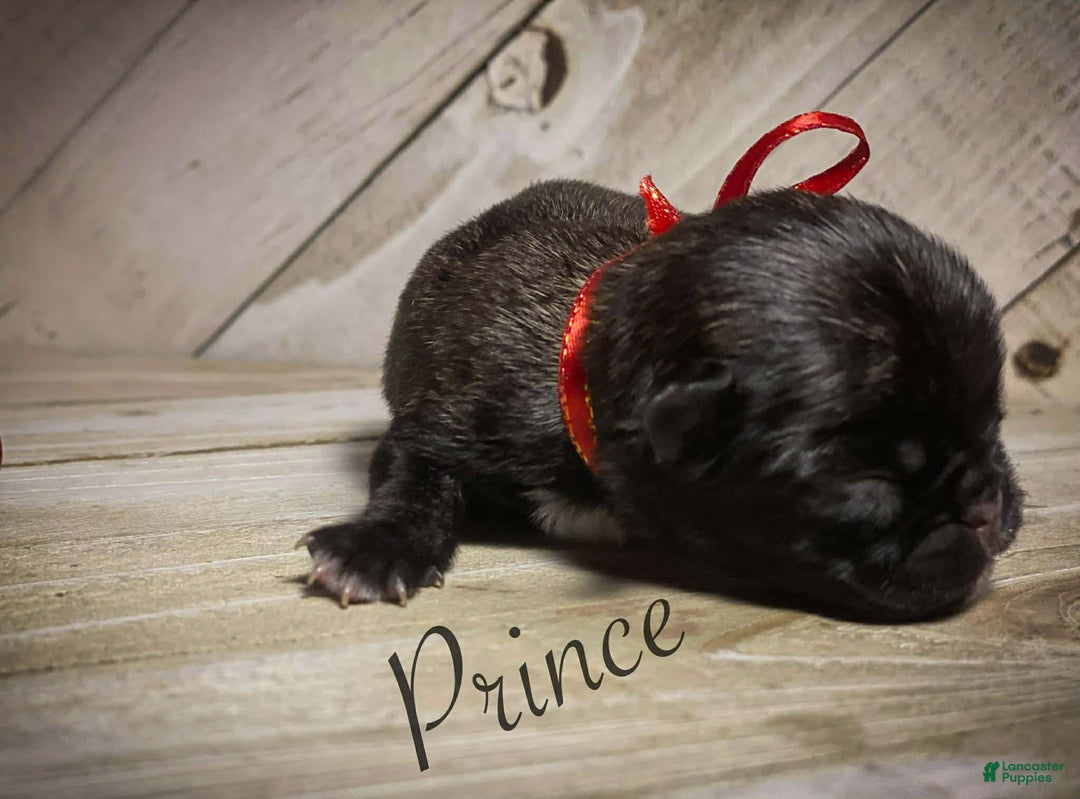 Pug dogs for sale: Prince - Ad 2