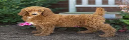 Standard Poodle dogs for sale: Melody - Ad 1