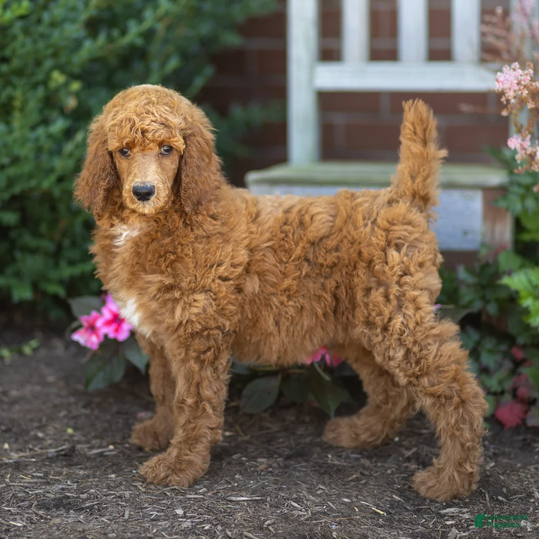 Standard Poodle dogs for sale: Melody - Ad 1