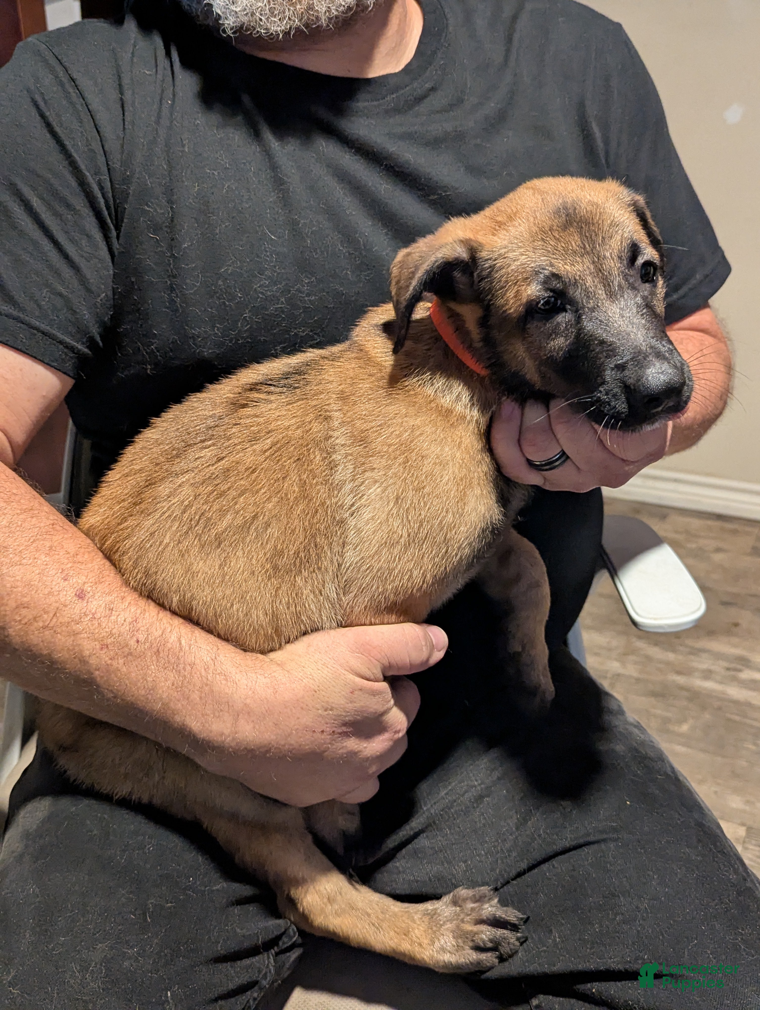 Belgian Malinois dogs Echo (orange collar) - Ad 1