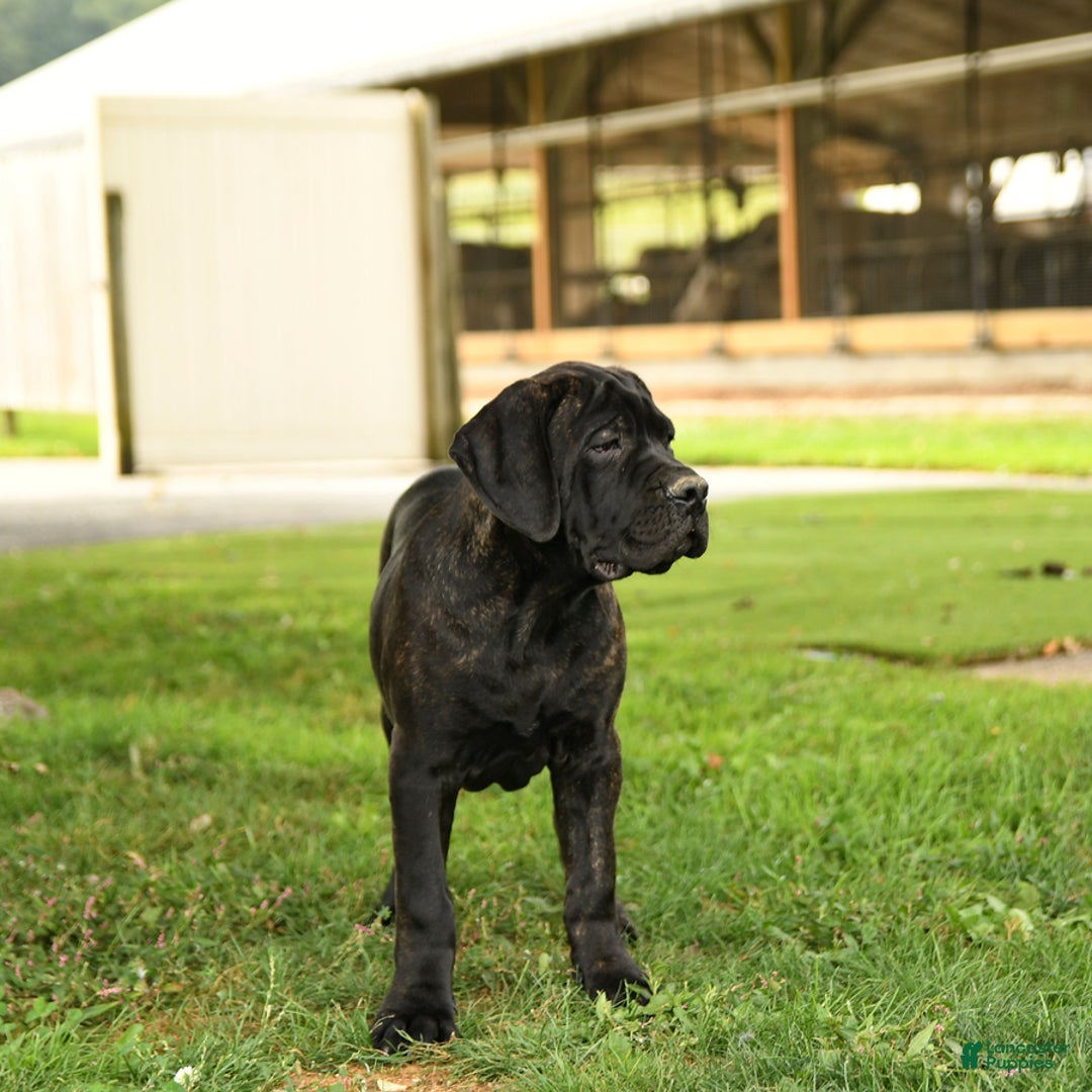 Cane Corso dogs for sale: Rockford - Ad 4