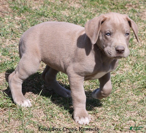 Great Dane dogs Hope - Ad 2