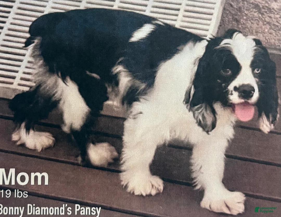 Cocker Spaniel dogs for sale: Cocker Spaniel 1 - Ad 5