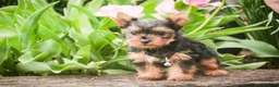 Yorkshire Terrier dogs for sale: Aspen - Ad 9