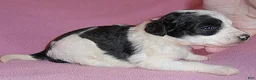 Schnoodle dogs for sale: Roxie - Ad 5