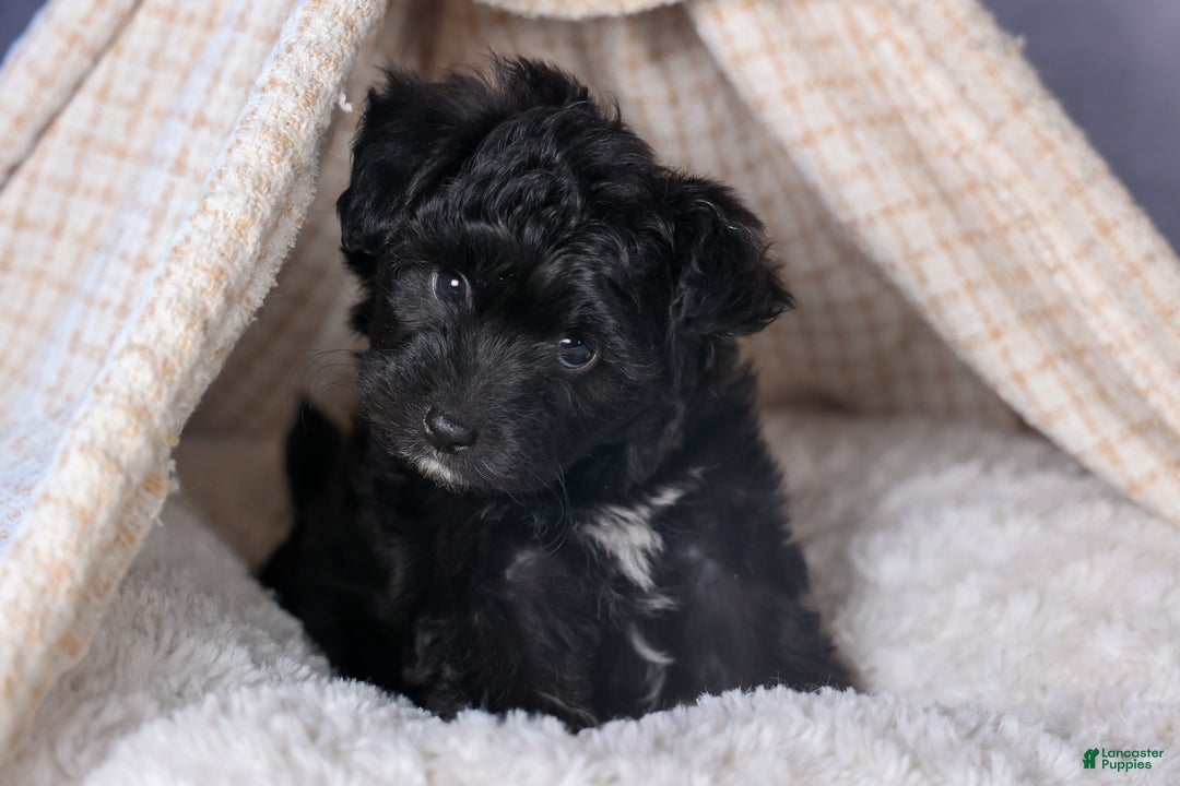Mini Aussiedoodle dogs for sale: Kit Kat - Ad 31