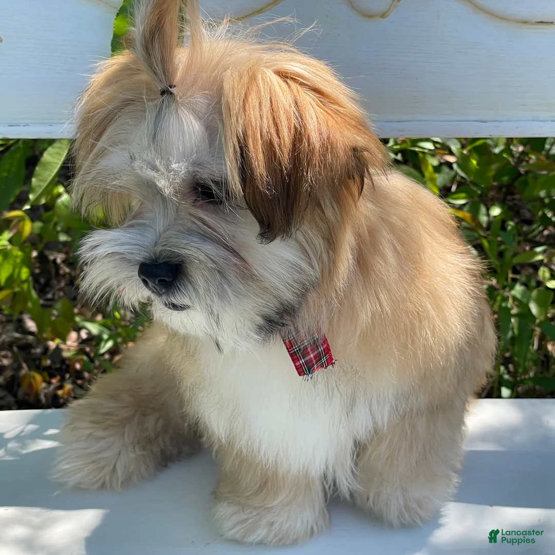 Morkie dogs for sale: Nacho - Ad 2