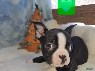 Boston Terrier dogs Boston Terrier Puppy 2 - Ad 6