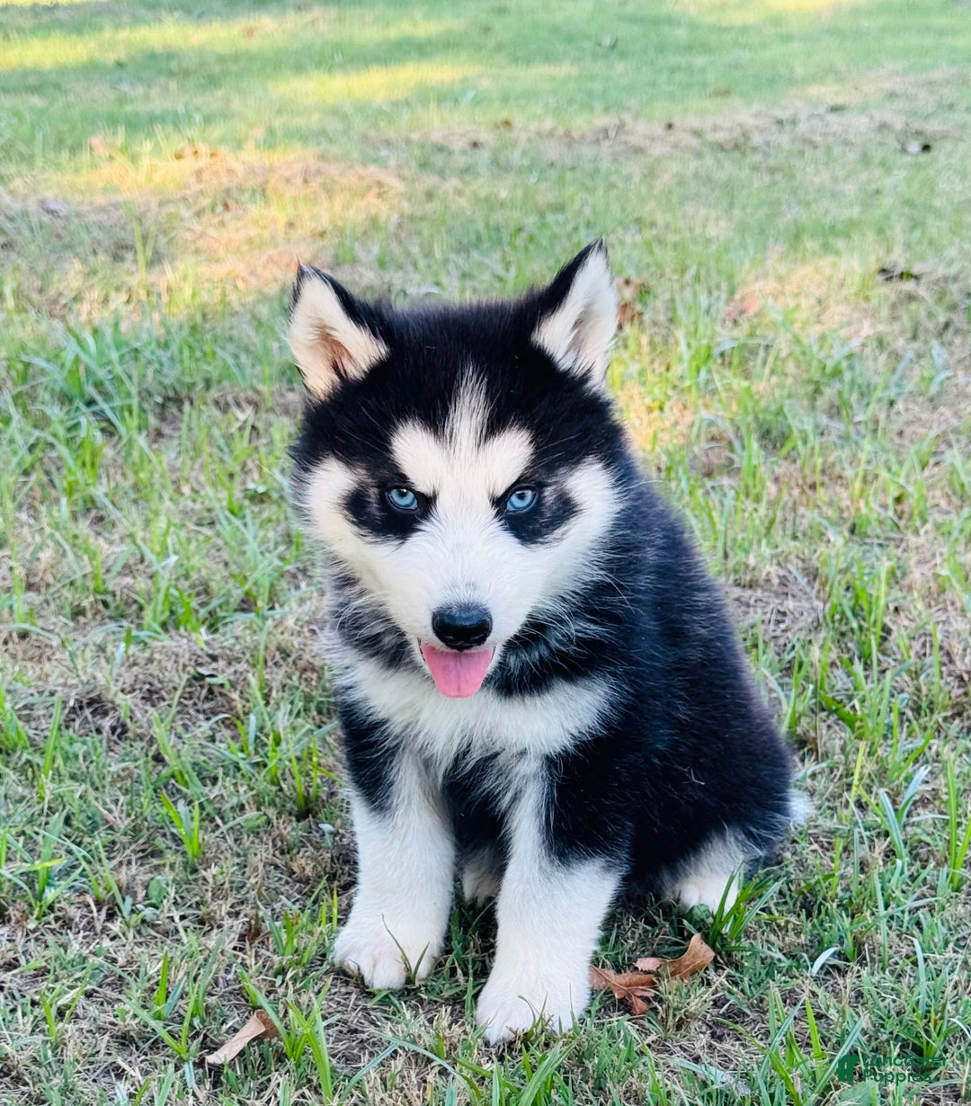 Siberian Husky dogs for sale: Siberian Husky Puppy 1 - Ad 11