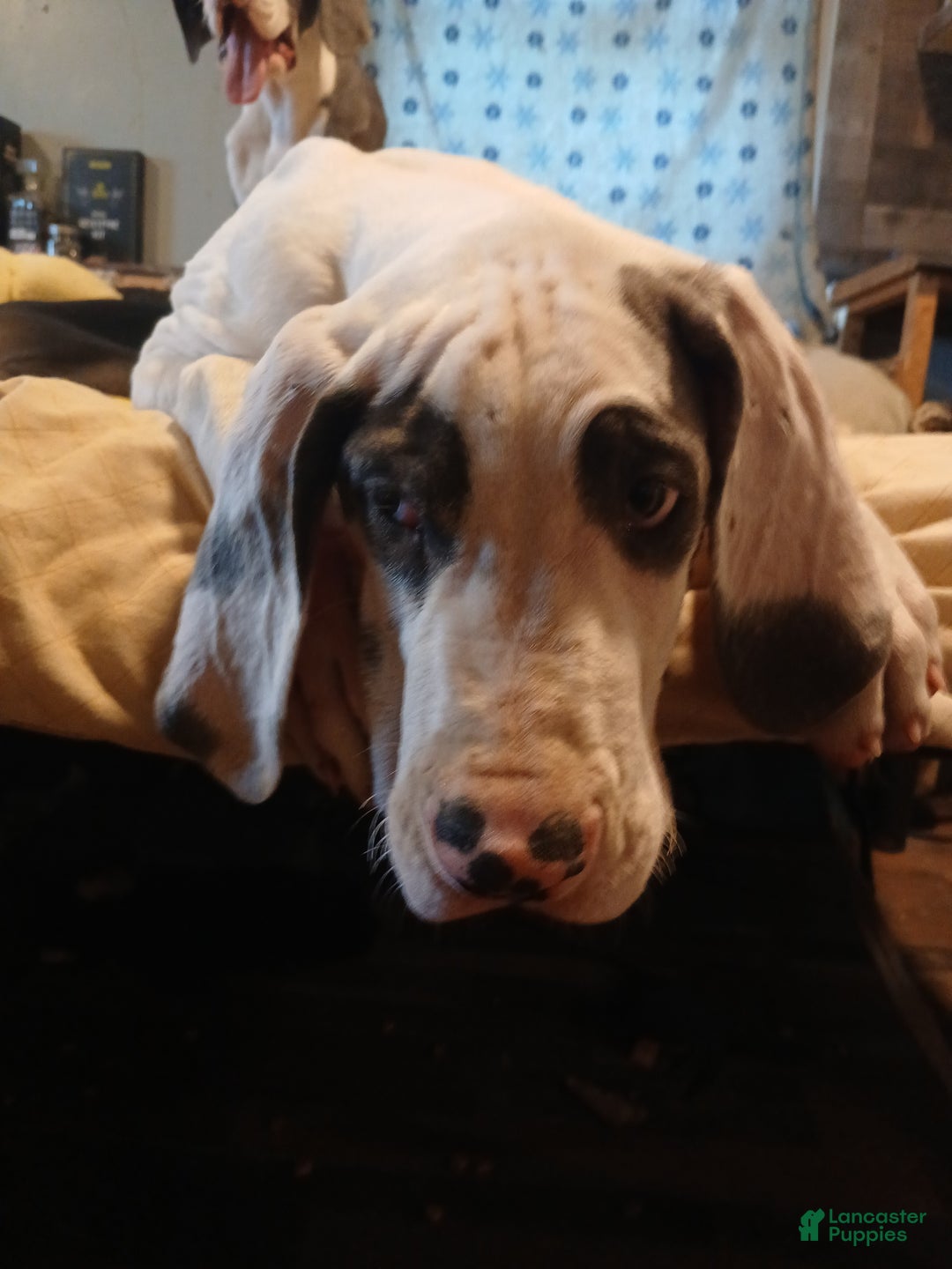 Great Dane dogs for sale: Great Dane Puppy 1 - Ad 1