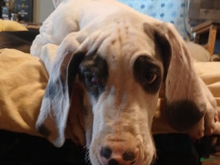 Great Dane dogs Great Dane Puppy 1 - Ad 42