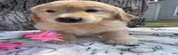 Mixed Breed dogs for sale: Holly - Ad 3