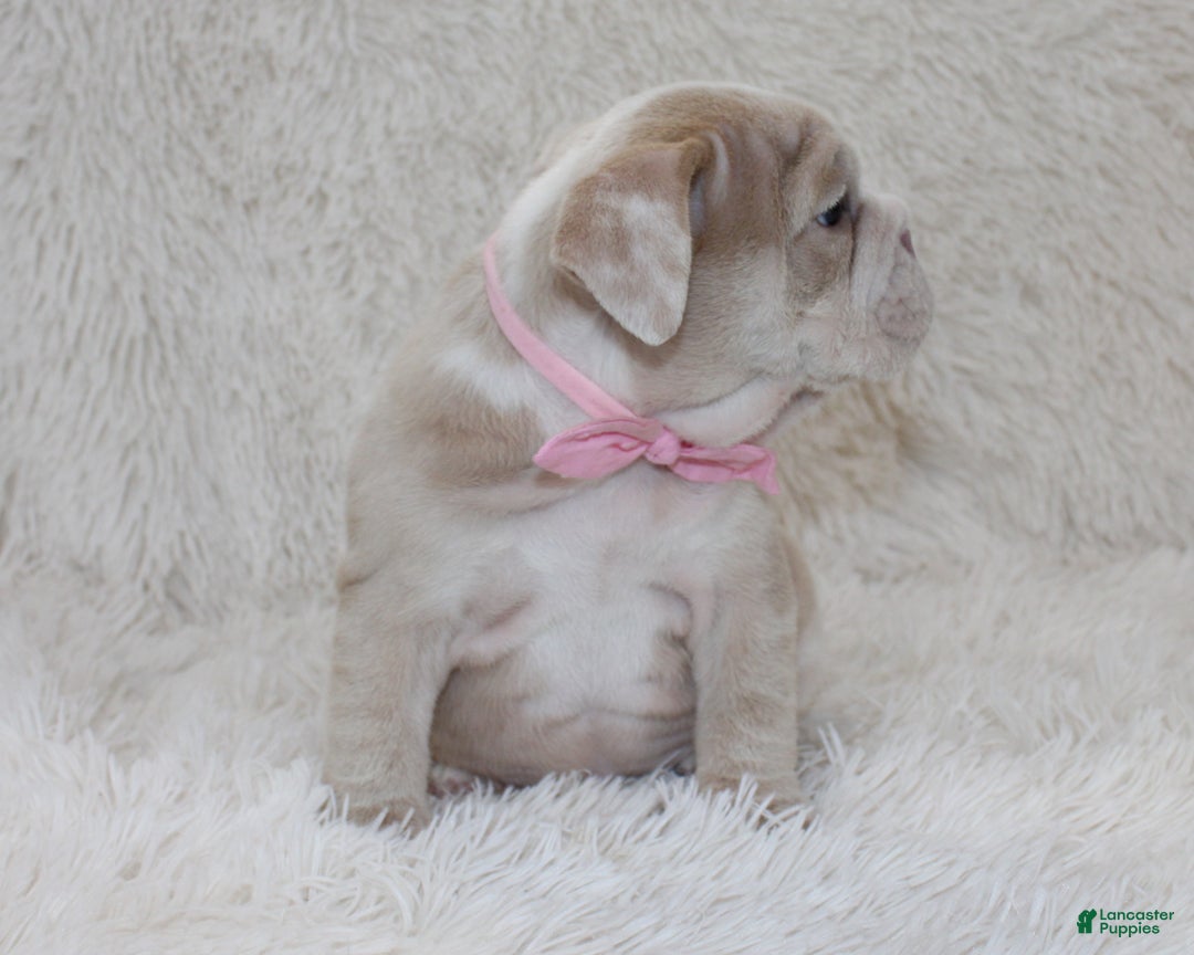 English Bulldog dogs for sale: Callie - Ad 3