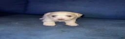 Maltese dogs for sale: Maltese 1 - Ad 3