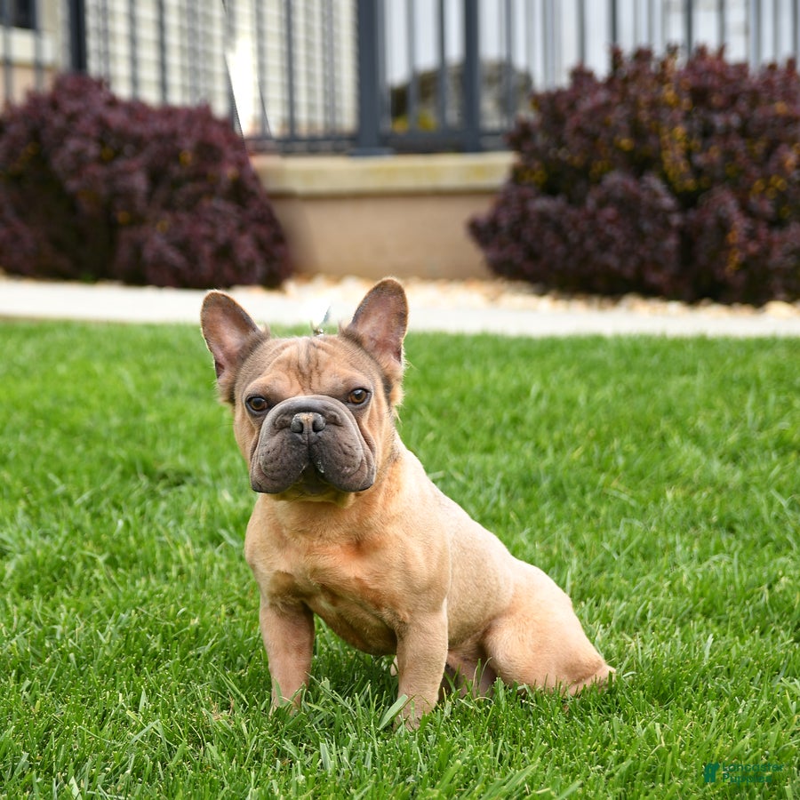 French Bulldog dogs Roy  - Ad 1