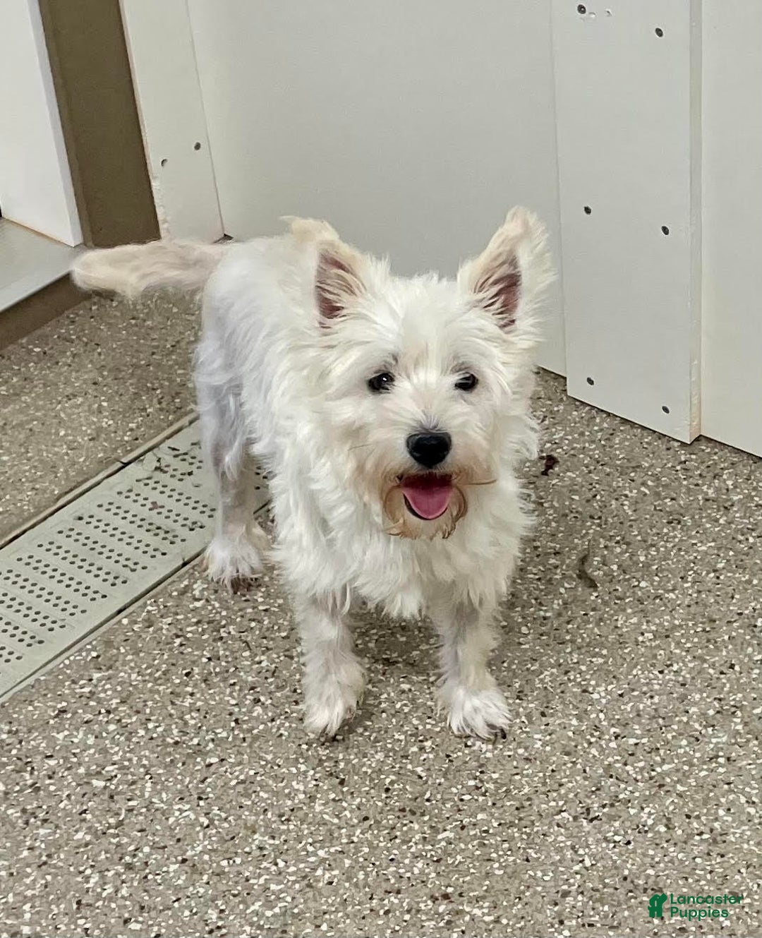 West Highland Terrier dogs for sale: Leah, AKC - Ad 12