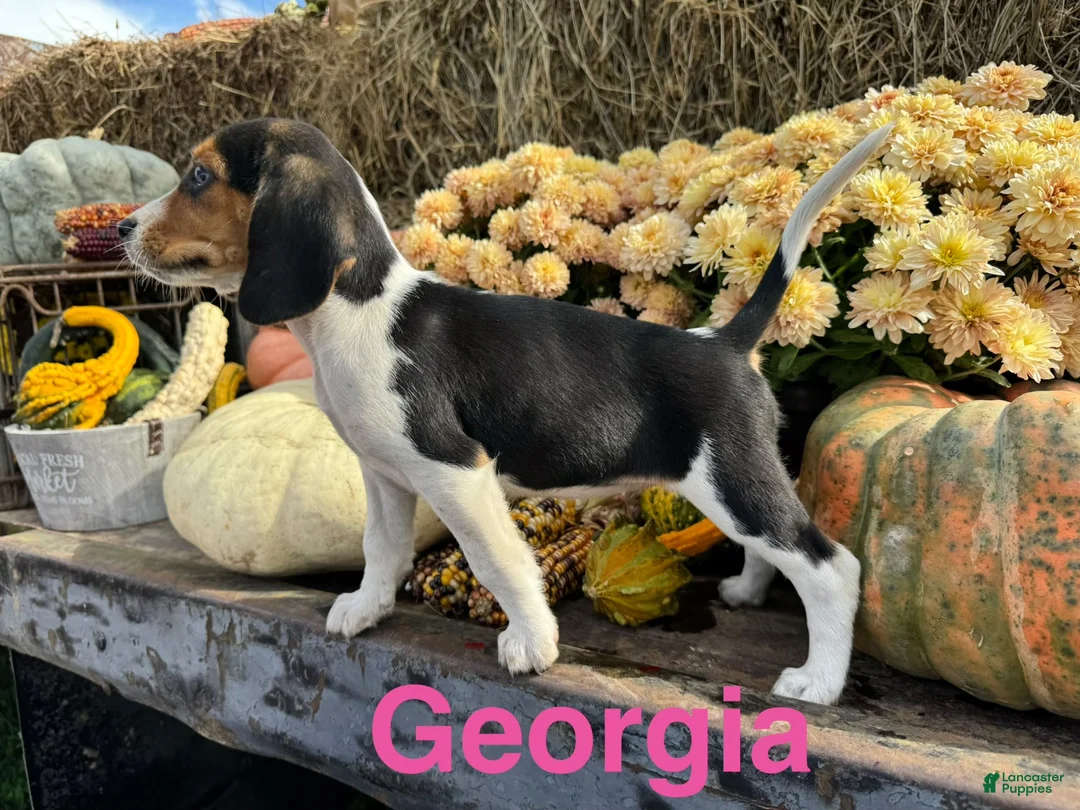 Beagle dogs for sale: Beagle 4 - Ad 2