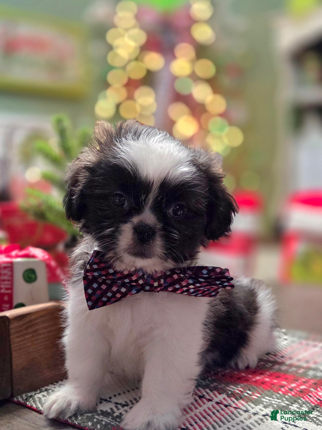 Shih Tzu dogs for sale: CRUMPET  - Ad 3