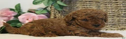 Toy Poodle dogs for sale: Teddy - Ad 4