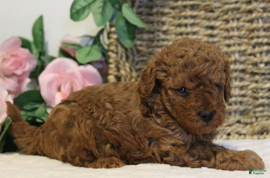 Toy Poodle dogs for sale: Teddy - Ad 4