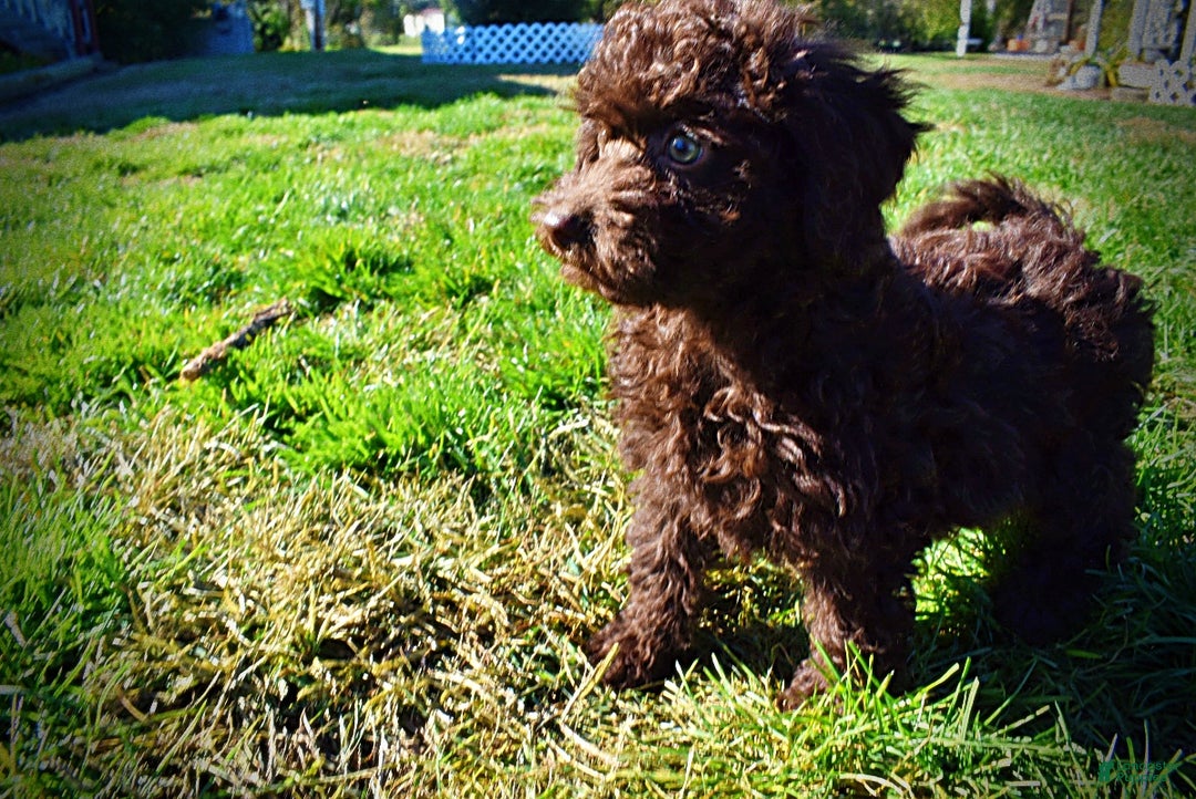 Havapoo dogs for sale: Isabella - Ad 13