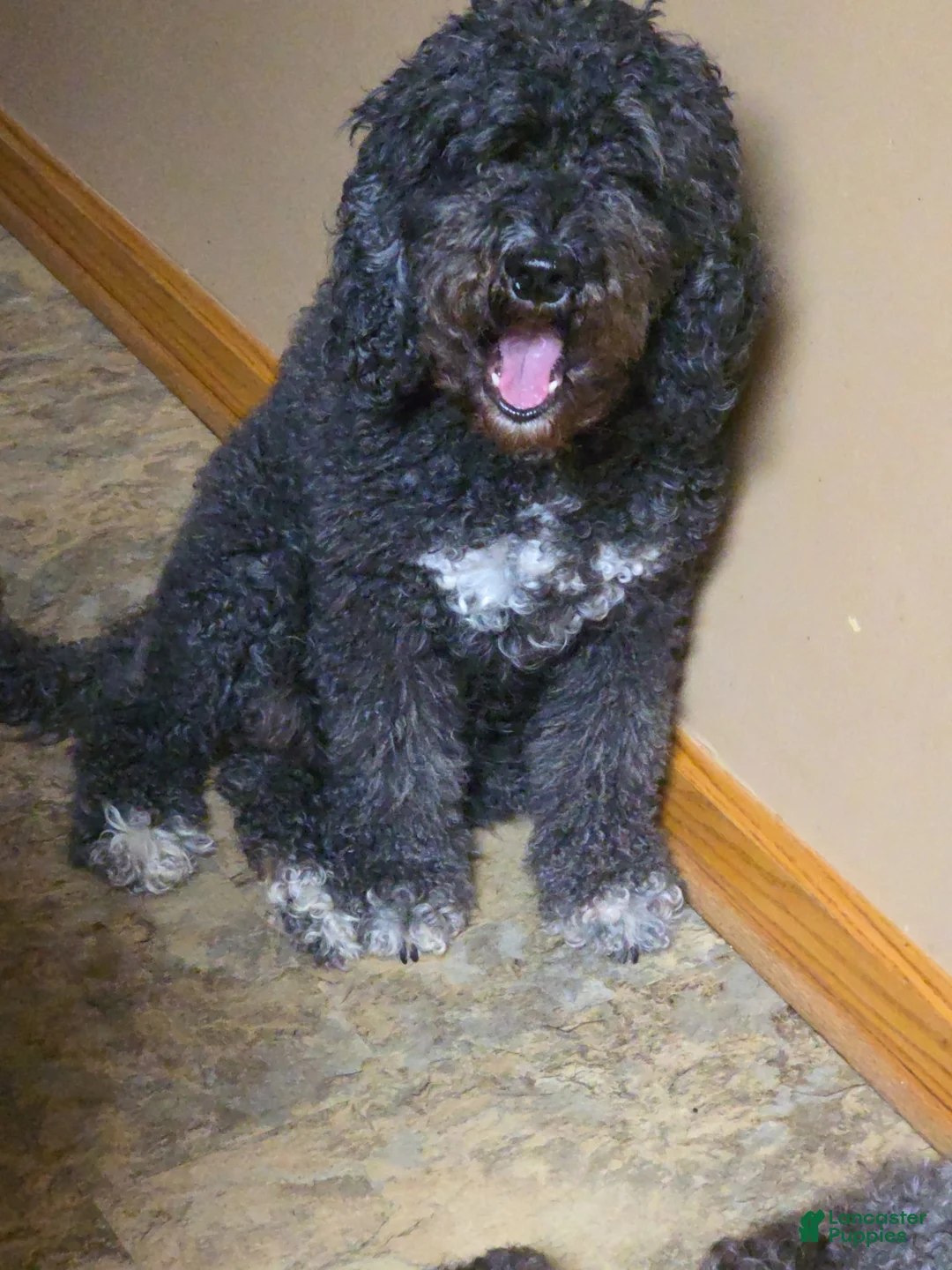 Cockapoo dogs for sale: Evee - Ad 5
