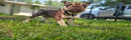 French Bulldog dogs for sale: Bluey - Ad 5