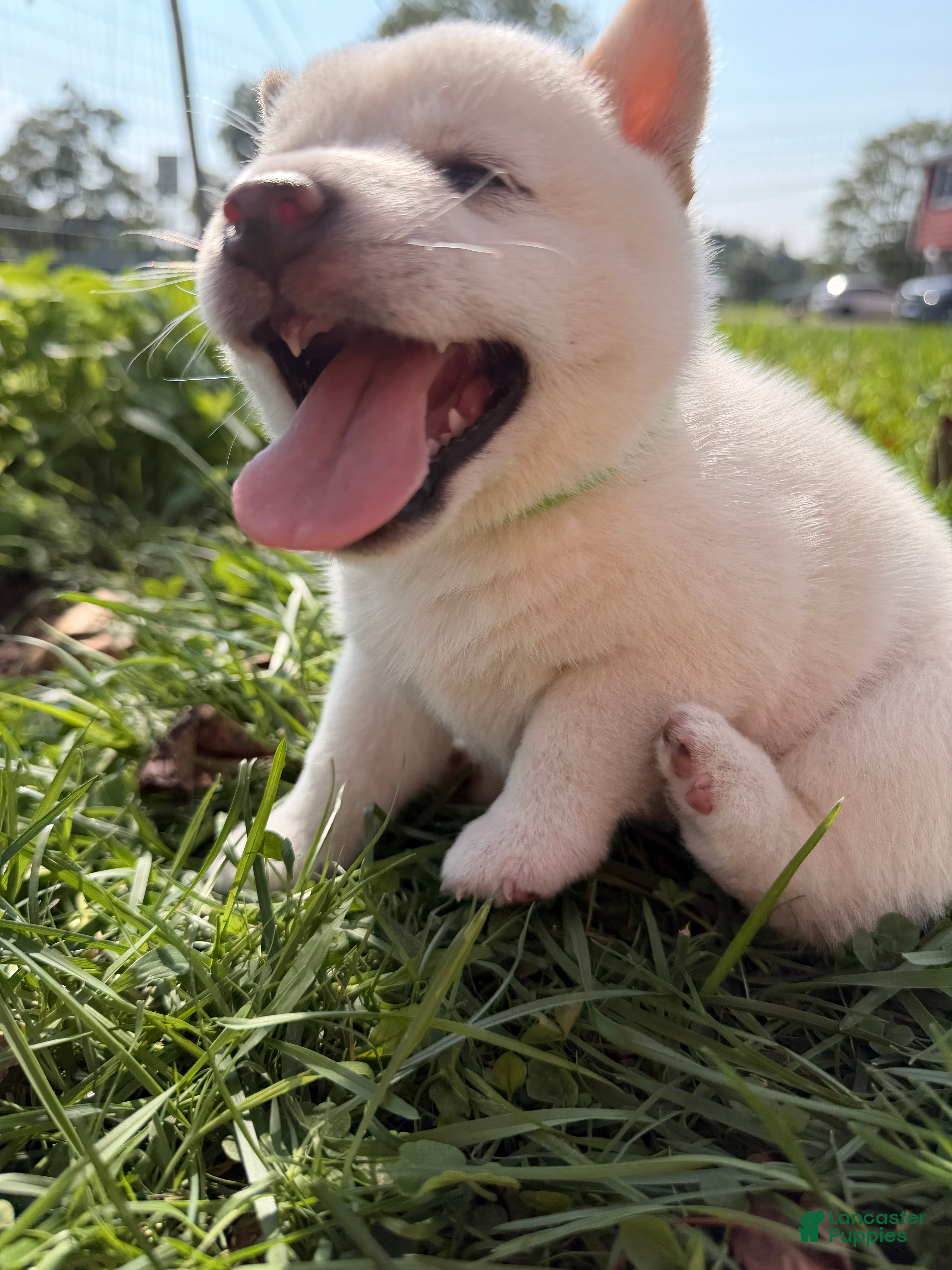 Shiba Inu dogs Loki - Ad 1
