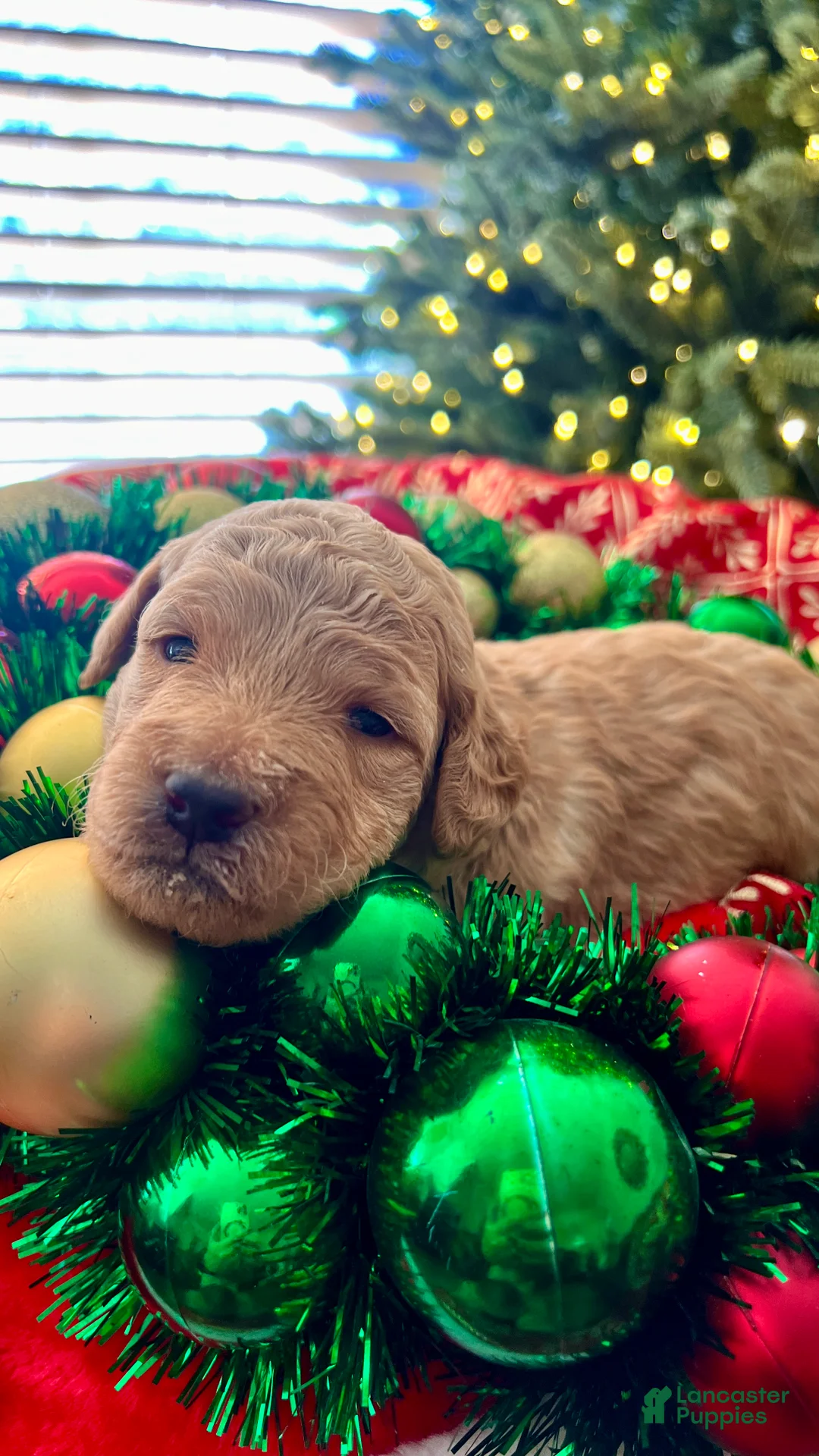Goldendoodle dogs for sale: Luv – Apricot Medium Goldendoodle (F) – Service Dog Temperament Candidate - Ad 2