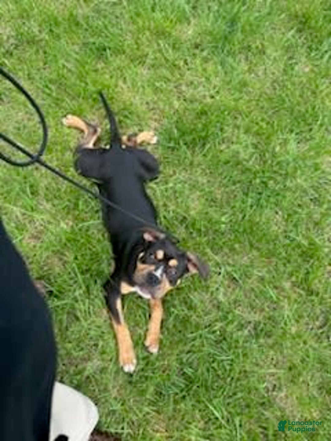 Gallery Image {{count}}