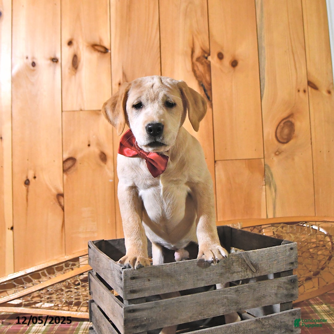 Labrador Retriever dogs for sale: Karmel - Ad 1