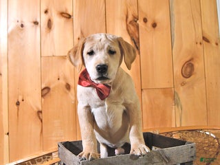 Labrador Retriever dogs Karmel - Ad 8