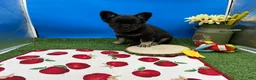 French Bulldog dogs for sale: French Bulldog 1 - Ad 4