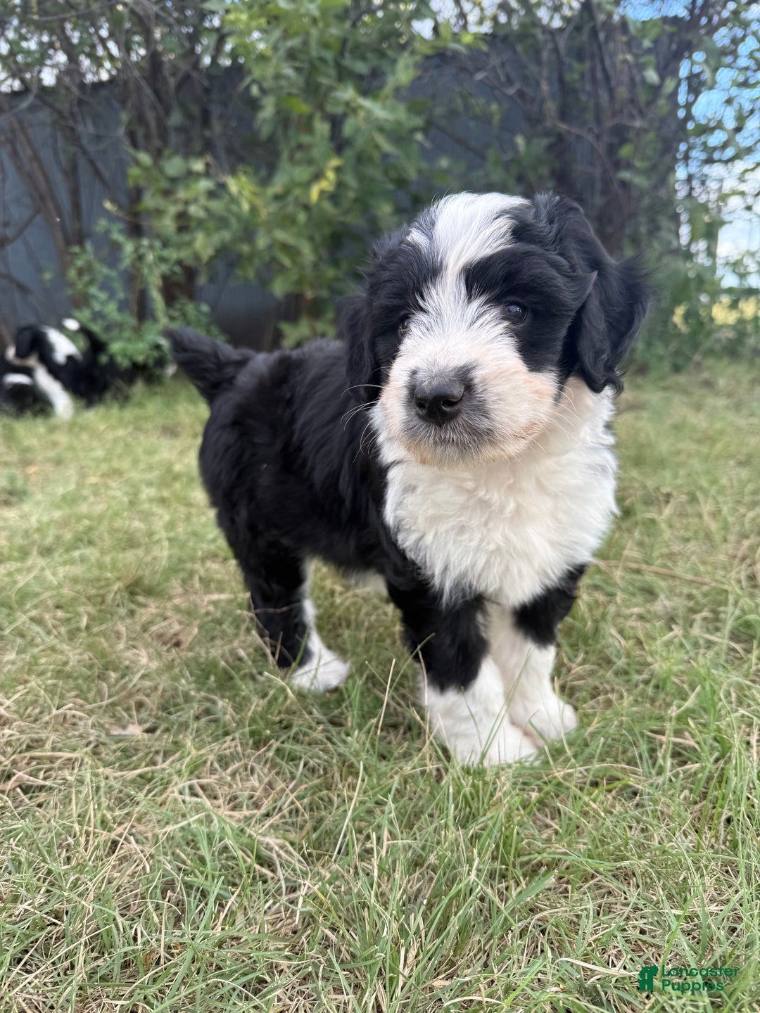 Aussiedoodle dogs for sale: Pepper - Ad 3