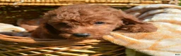Mini Goldendoodle dogs for sale: Deedee Mini Goldendoodle 8 - Ad 2