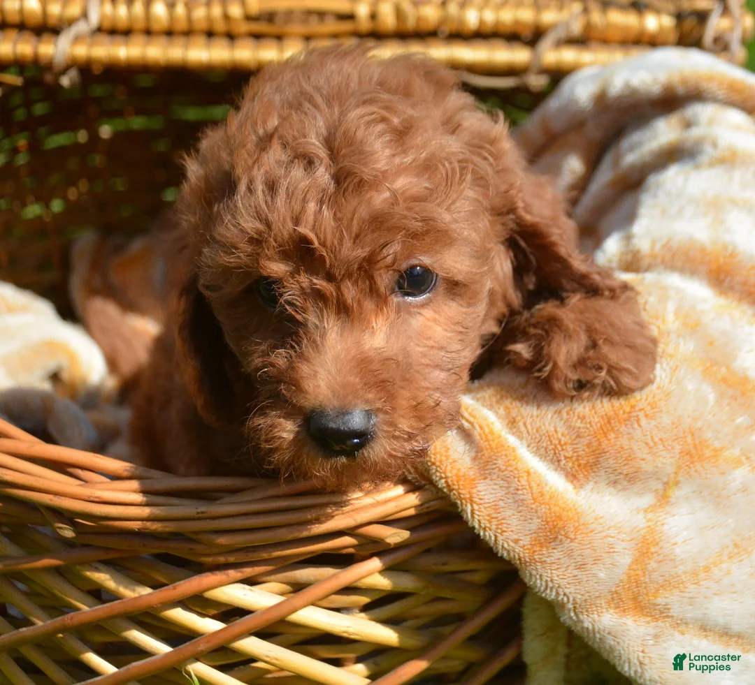 Mini Goldendoodle dogs for sale: Deedee Mini Goldendoodle 8 - Ad 2