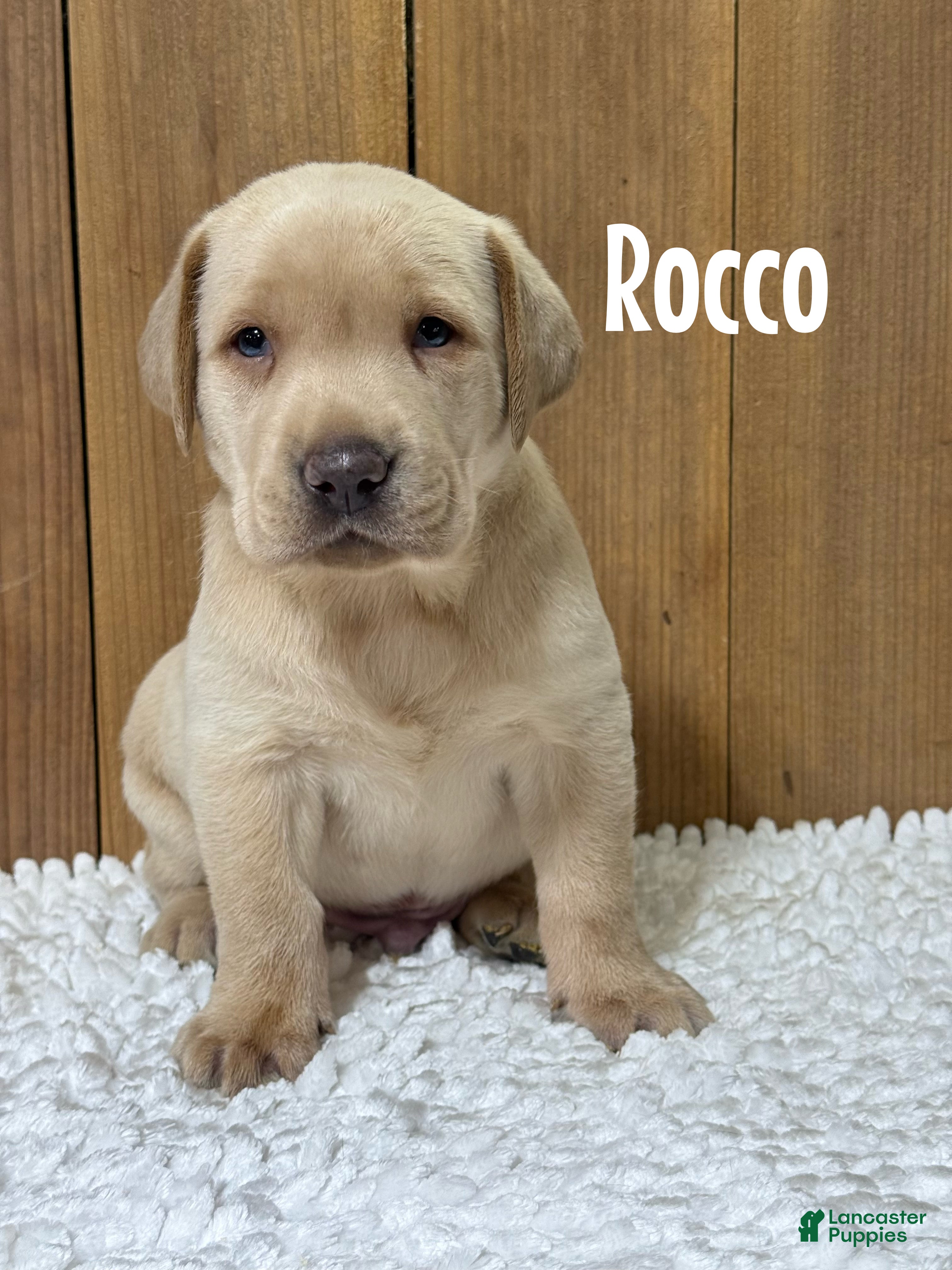 Labrador Retriever dogs Rocco (black nose/yellow/champagne) - Ad 28