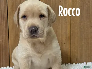 Labrador Retriever dogs Rocco (black nose/yellow/champagne) - Ad 28