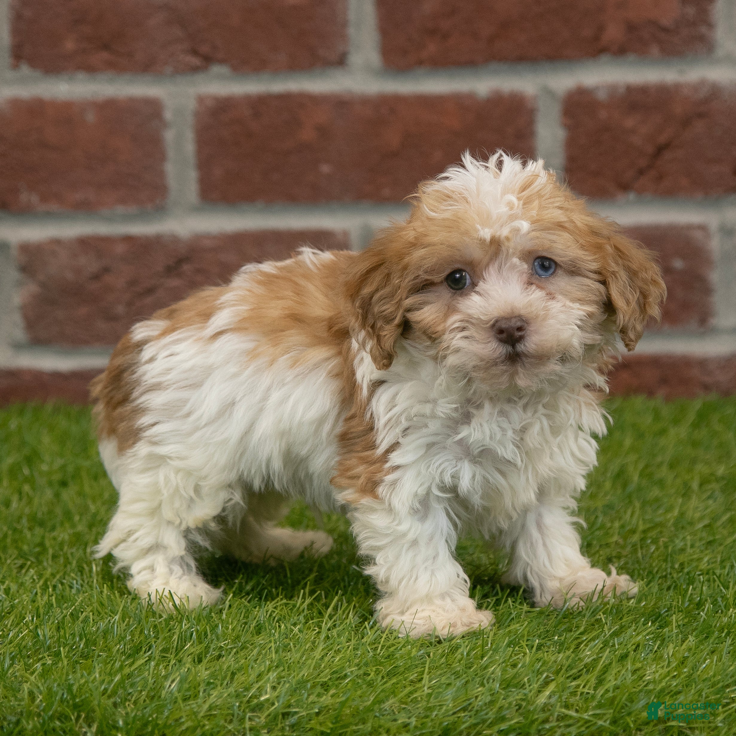 Havapoo dogs Wally - Ad 9