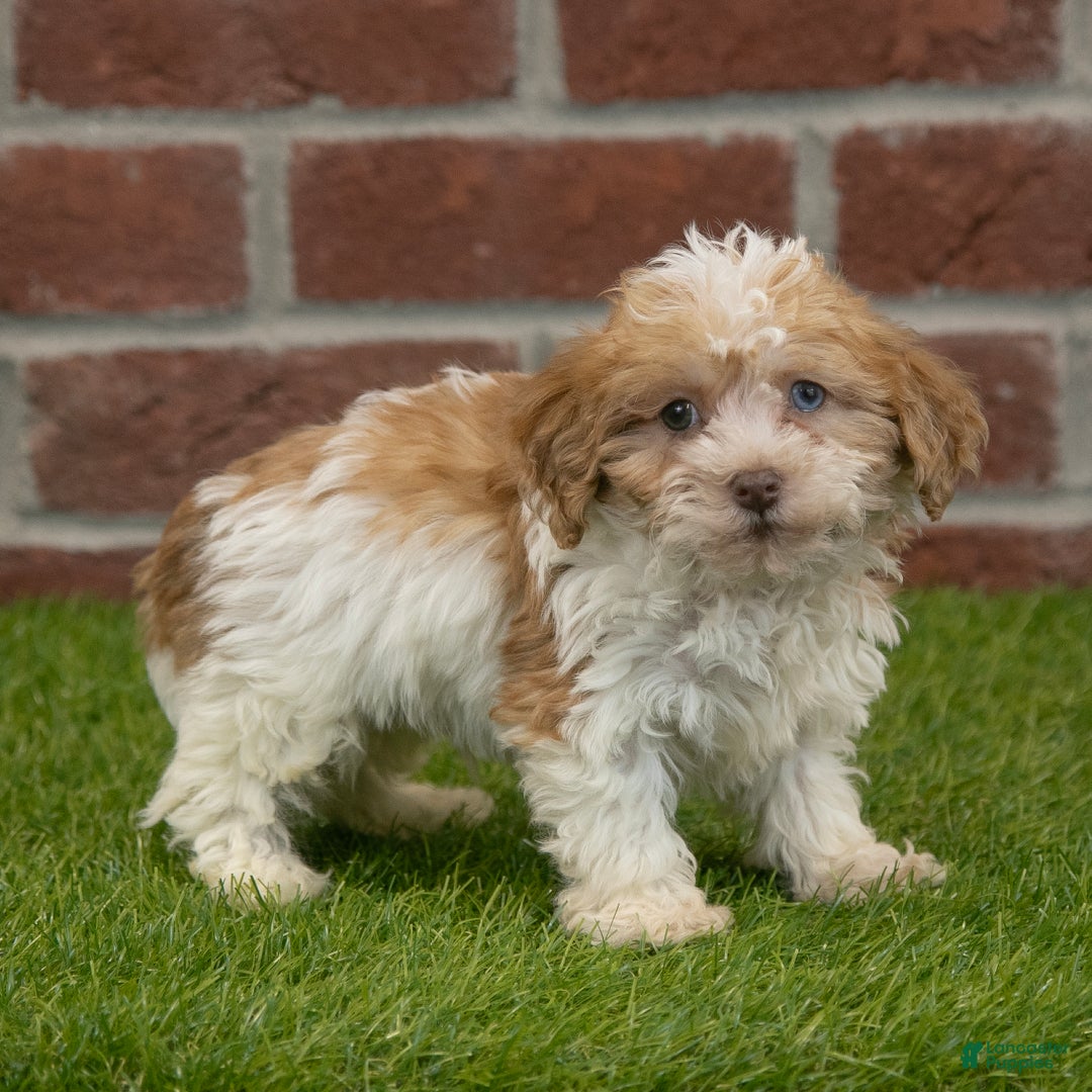 Havapoo dogs for sale: Wally - Ad 1