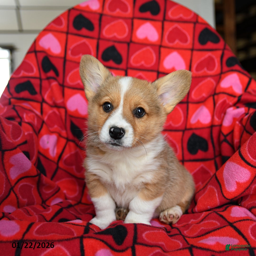 Welsh Corgi Pembroke dogs for sale: Spunky - Ad 2