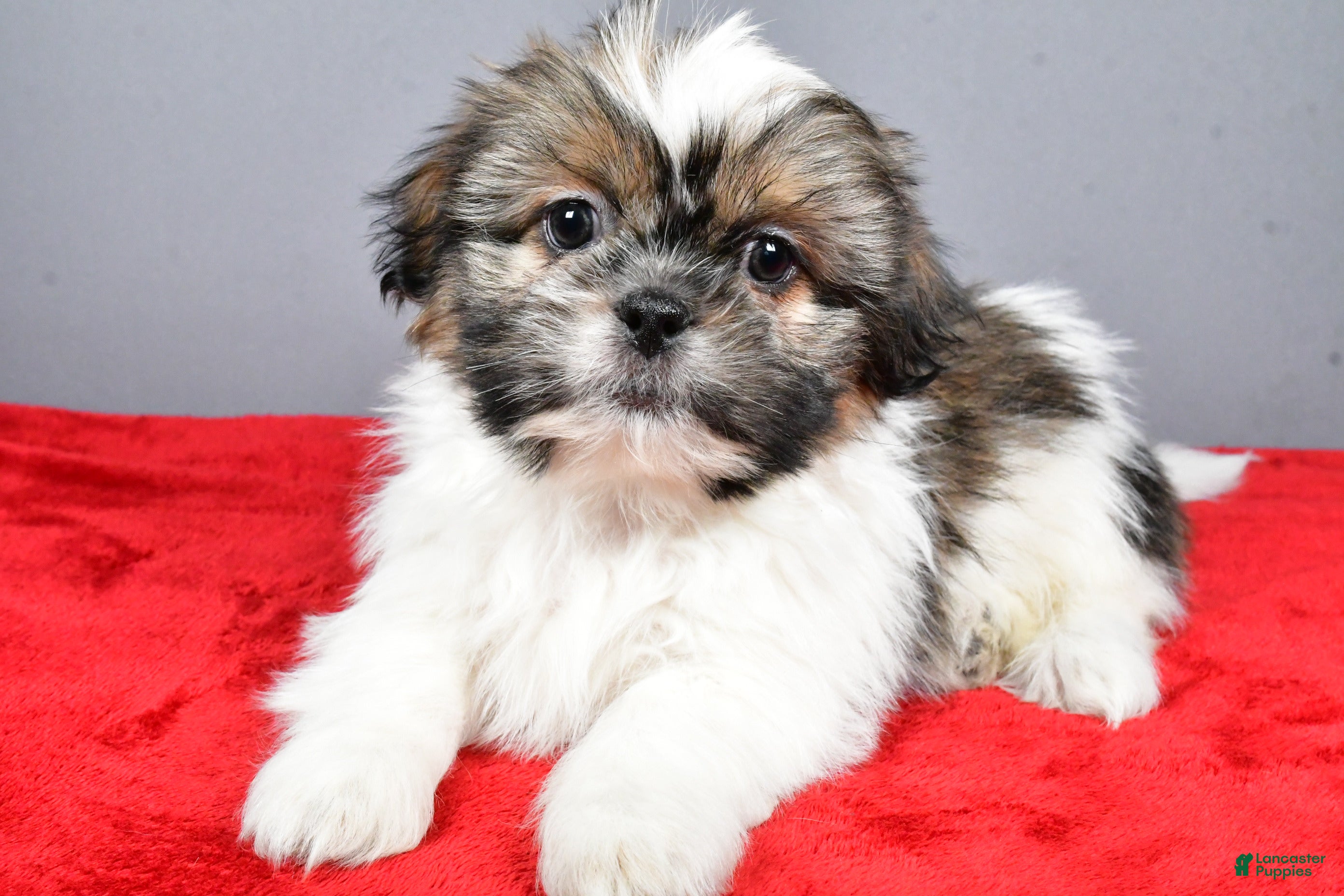 Shih Tzu dogs Markie - Ad 37