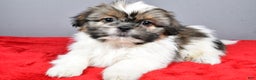 Shih Tzu dogs for sale: Markie - Ad 1